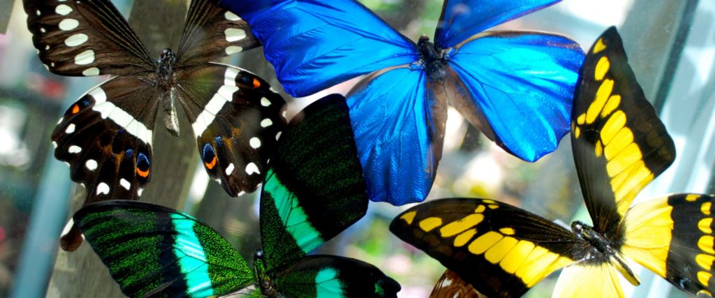Butterfly Conservatory – Sights to See on a Day Trip