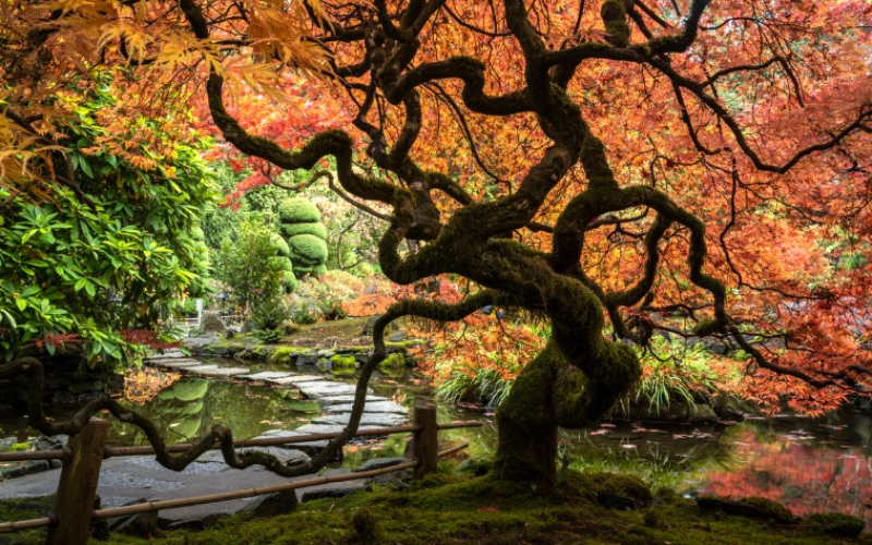 nature-s-palette-the-vibrant-colors-of-victoria-and-butchart-gardens-from-vancouver-800x500-1695146308.jpg
