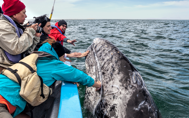 Victoria Whale Watching Tour - A Perfect Choice For Adrenaline Rushers